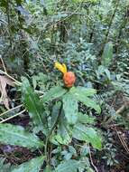 Image of Costus wilsonii Maas