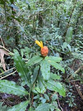 Image of Costus wilsonii Maas