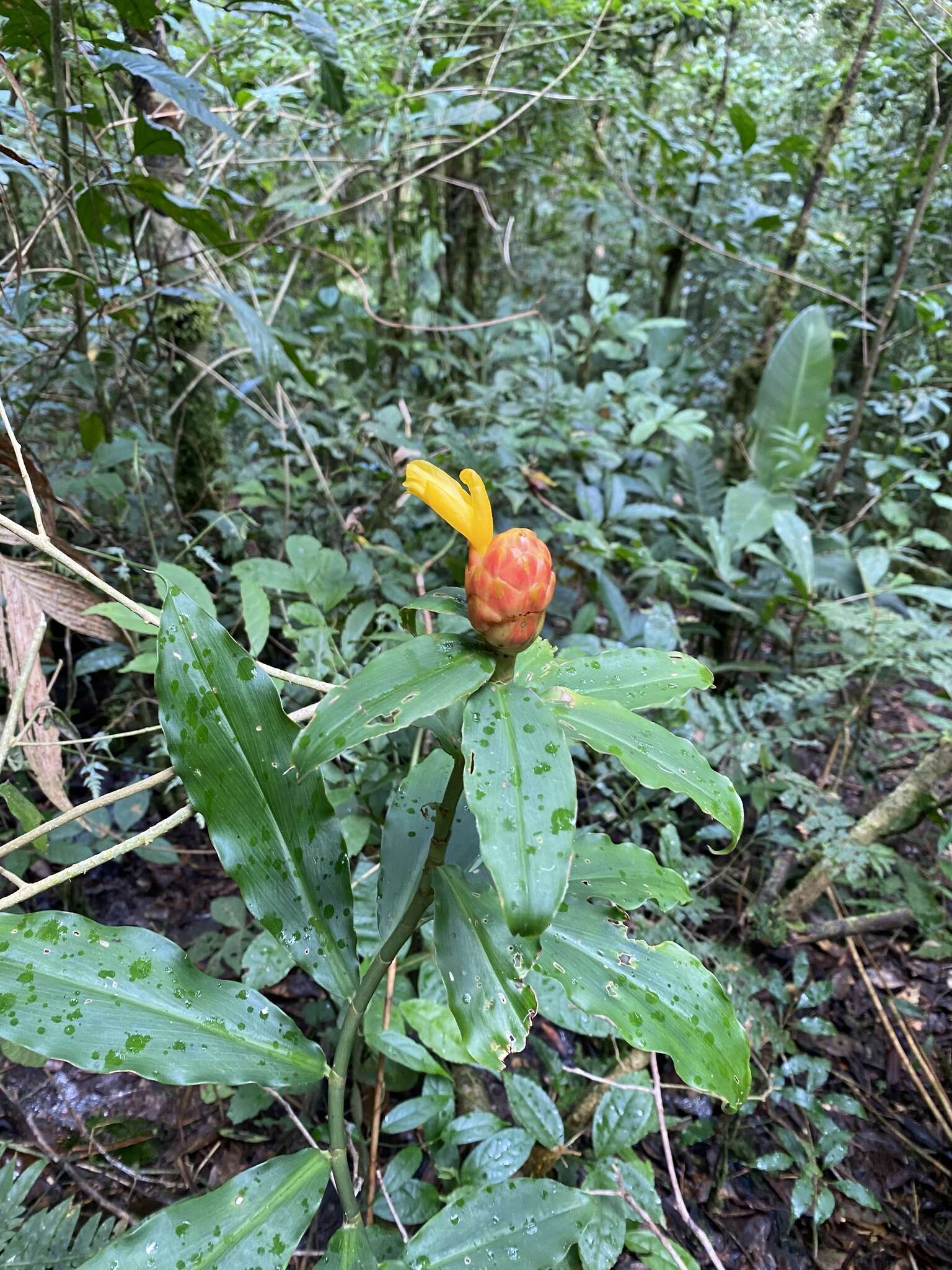 Image of Costus wilsonii Maas