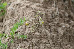 صورة Solanum juvenale Thell.