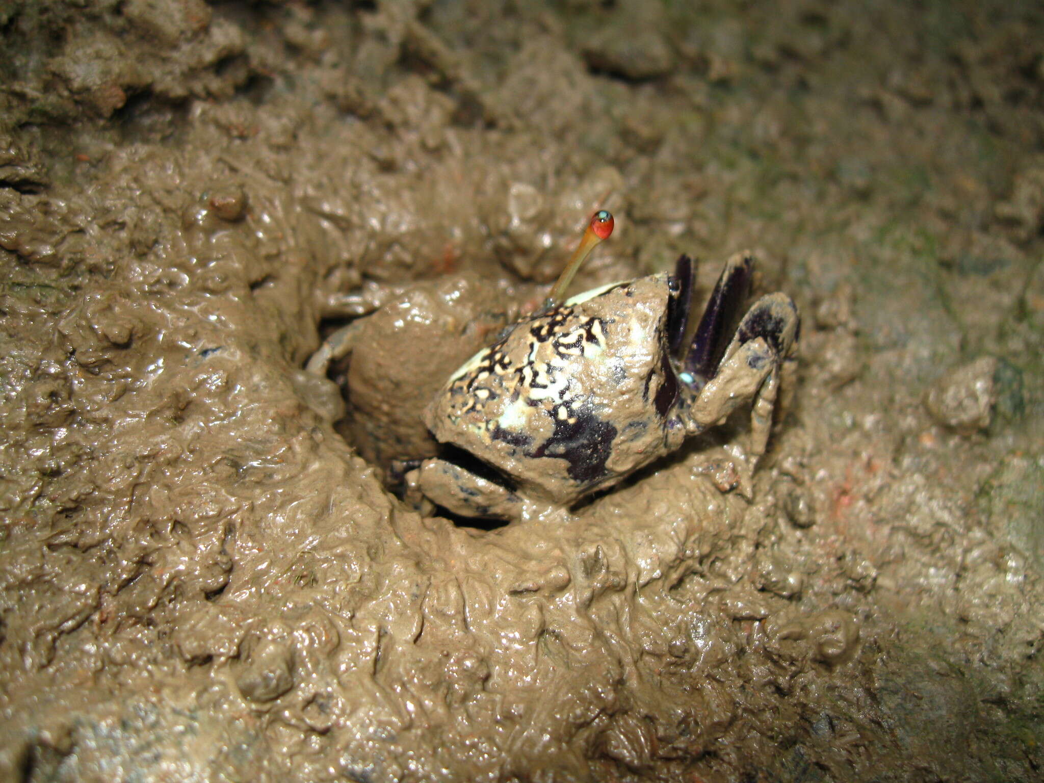 Image of Tubuca forcipata (Adams & White 1849)