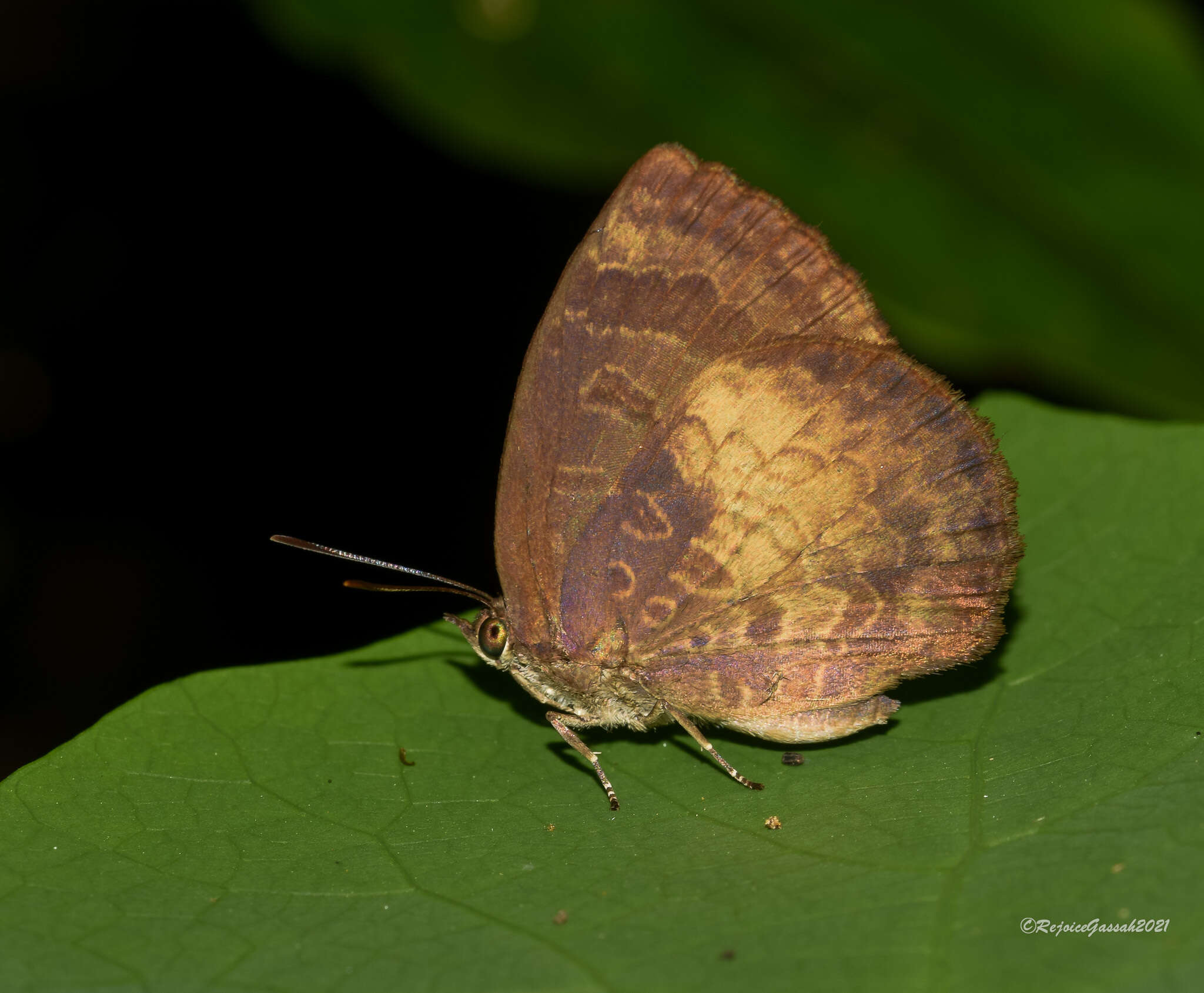 Plancia ëd Arhopala perimuta (Moore 1857)