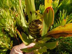 Plancia ëd Leucadendron microcephalum (Gand.) Gand. & Schinz