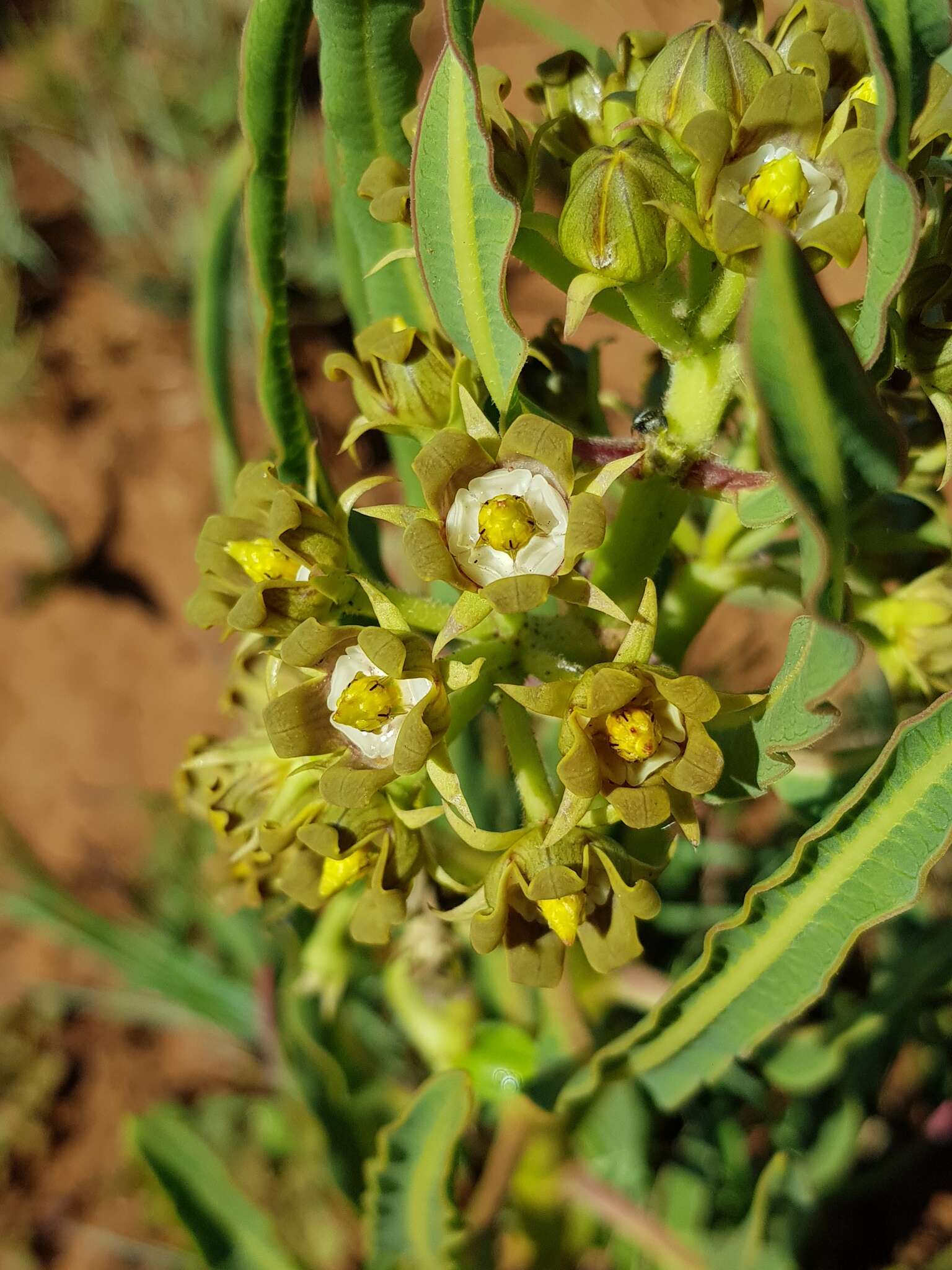 Image of Parapodium costatum E. Mey.