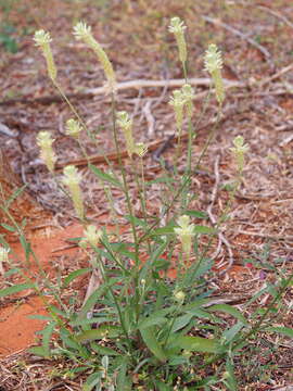 Image of Ptilotus polystachyus (Gaudich.) F. Müll.