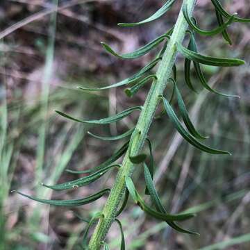 Слика од Liatris elegans (Walt.) Michx.