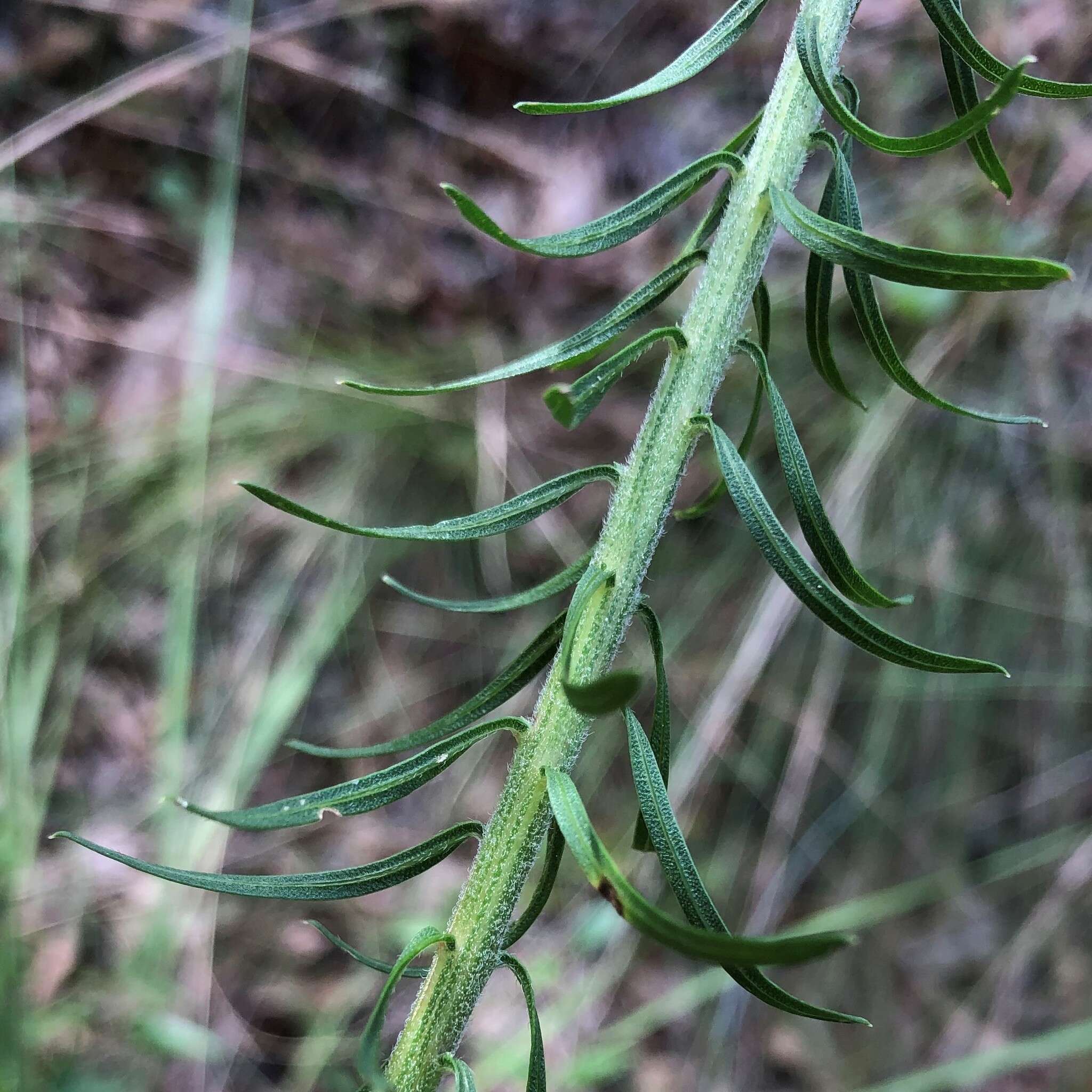 Image de Liatris elegans (Walt.) Michx.