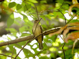 Image of Asian Red-eyed Bulbul