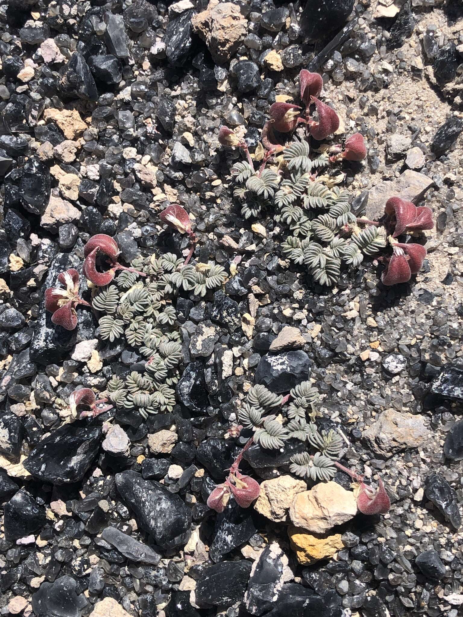 صورة Astragalus monoensis Barneby