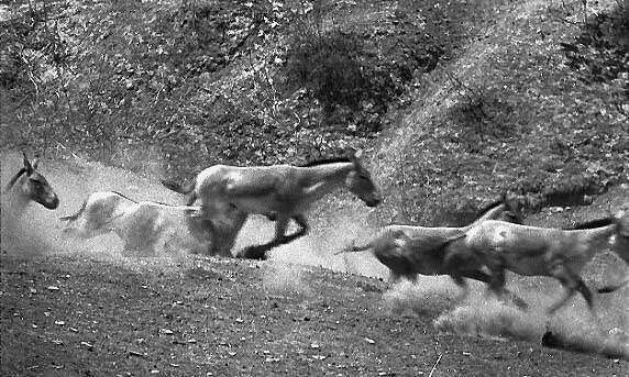 Слика од Equus hemionus kulan (Groves & Mazák 1967)