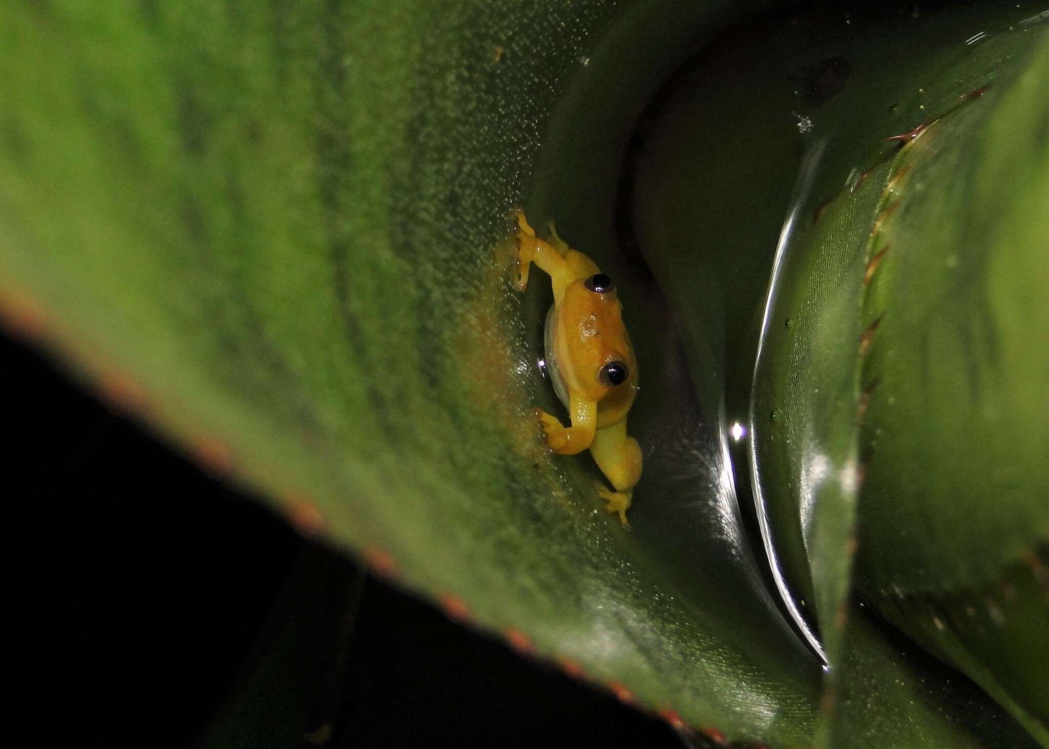 Image of Phyllodytes edelmoi Peixoto, Caramaschi & Freire 2003