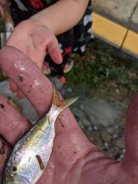 Image of Yellowfin menhaden