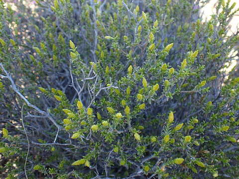 Image of Pteronia empetrifolia DC.