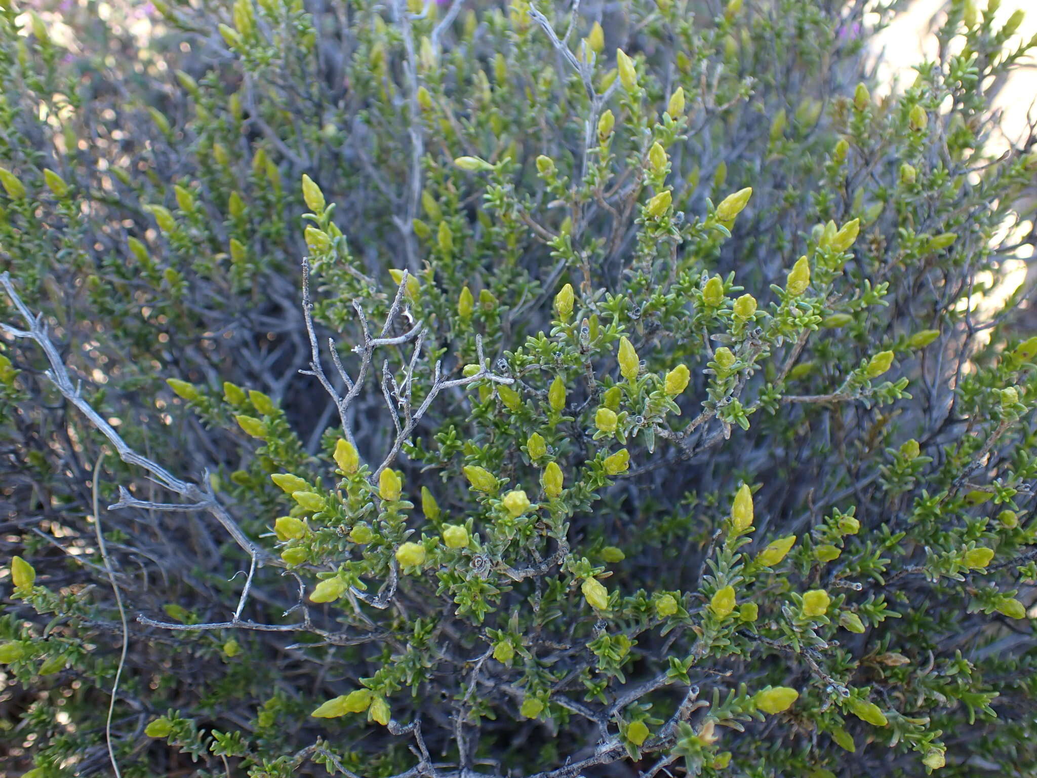 Image of Pteronia empetrifolia DC.