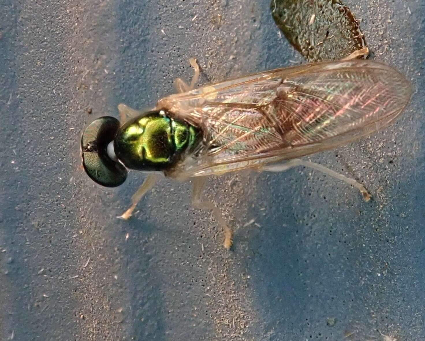 Image of Cephalochrysa canadensis (Curran 1927)