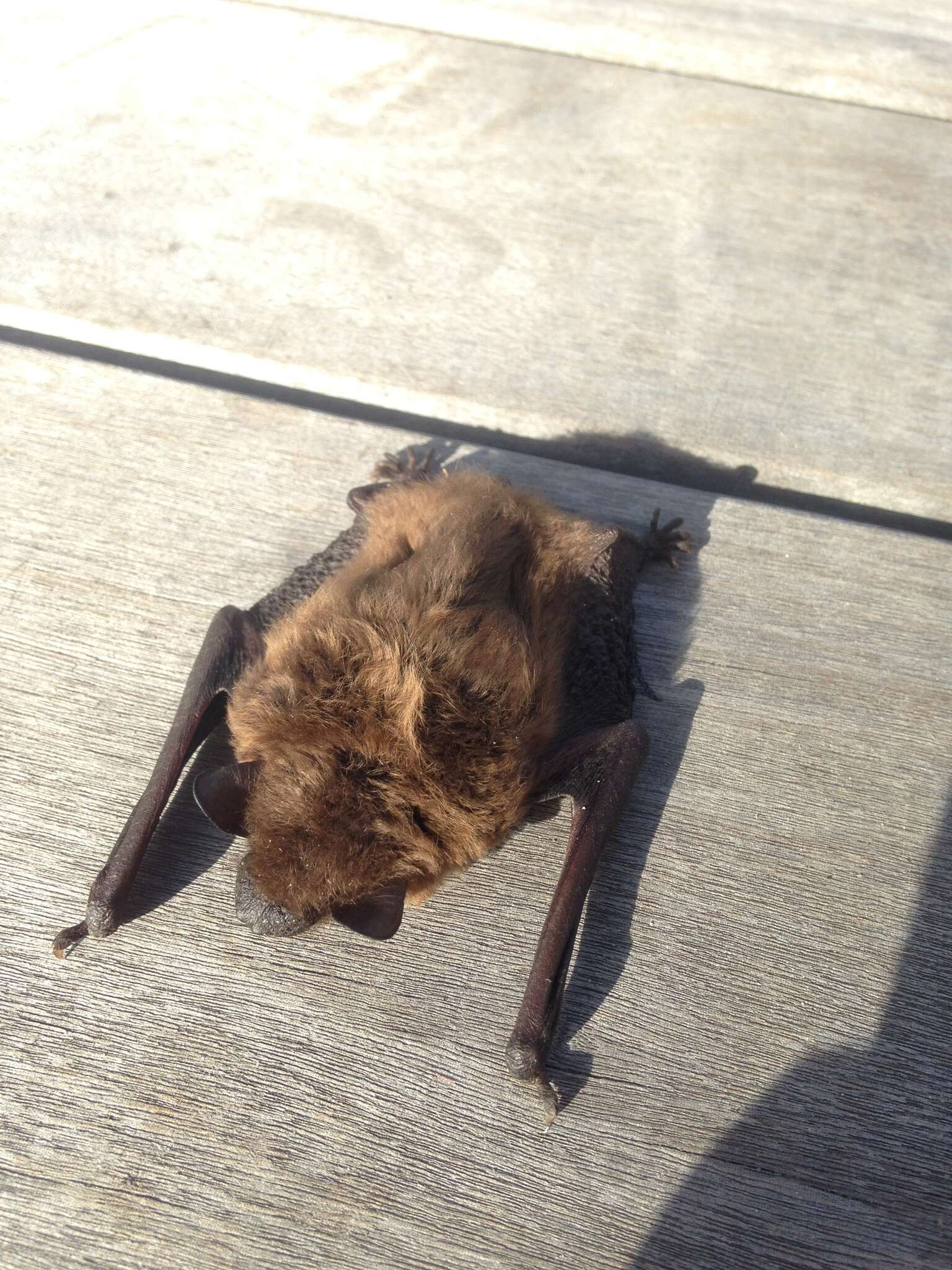 Image of Evening Bat
