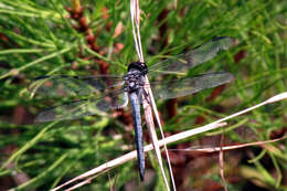 Image of Bar-winged Skimmer