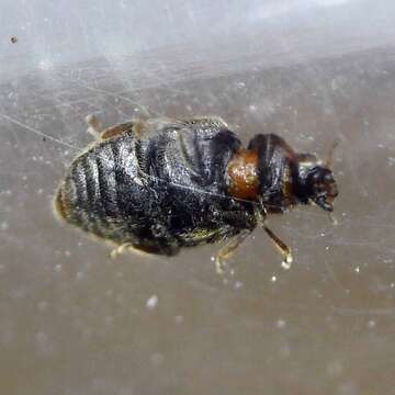 Image of Lady beetle