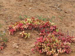 Image of Crassula pubescens subsp. radicans (Haw.) Tölken