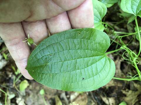 Smilax pulverulenta Michx. resmi