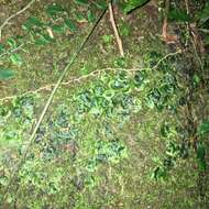 Image of Tahiti bristle fern