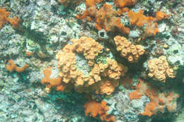 Image of Orange Cup Coral