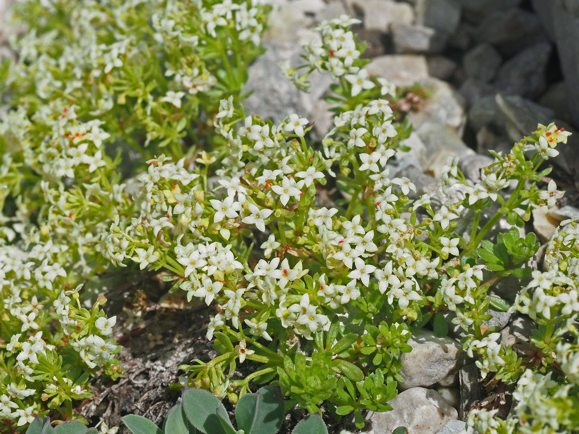 Plancia ëd Galium megalospermum All.