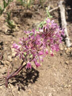 Image of dusky onion