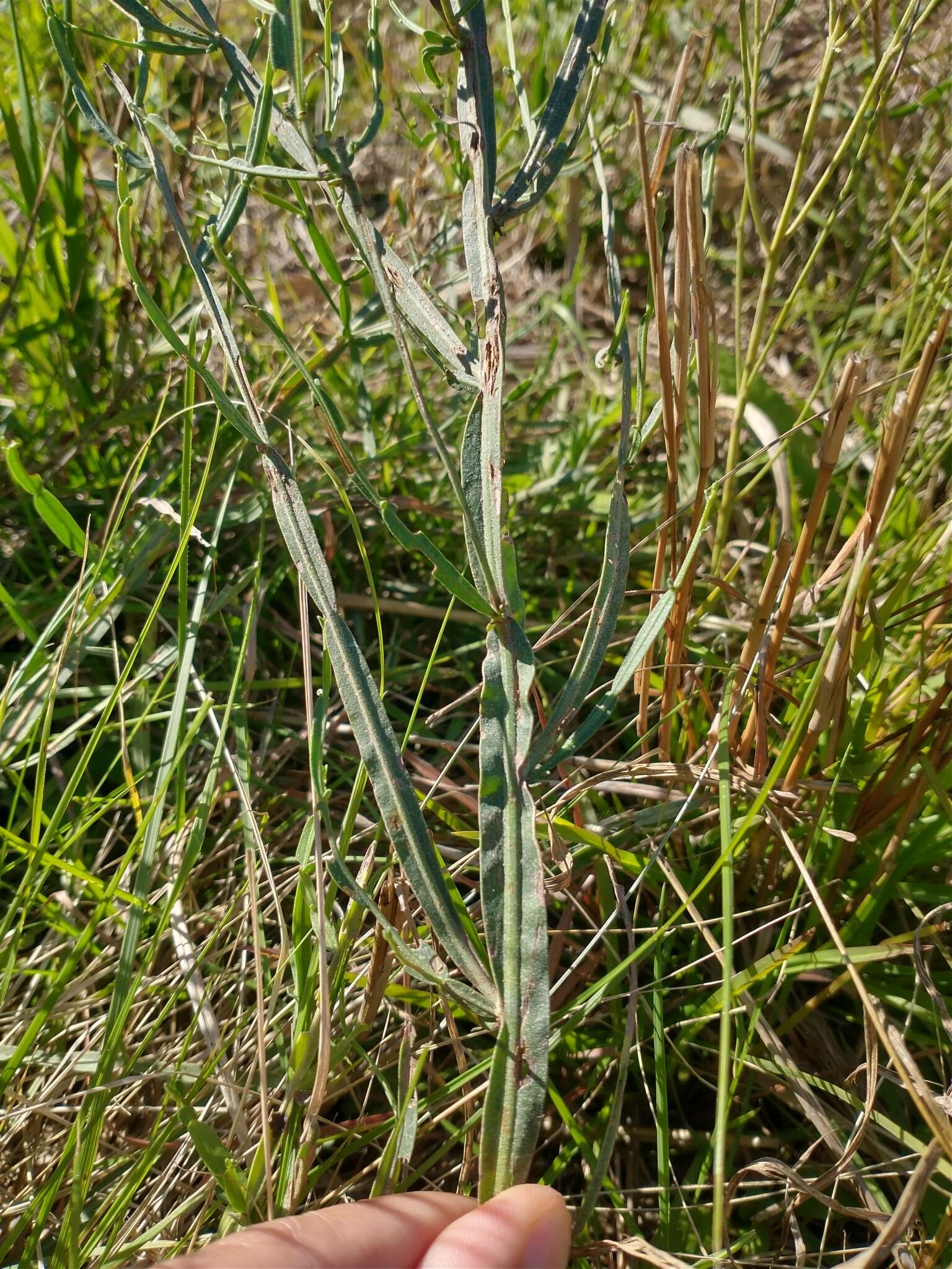 Image of Baccharis articulata (Lam.) Pers.