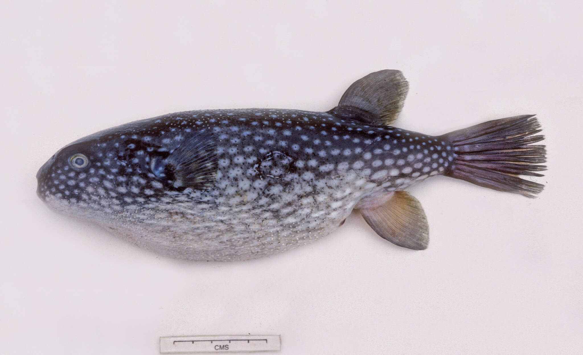 Image of Starry Toadfish