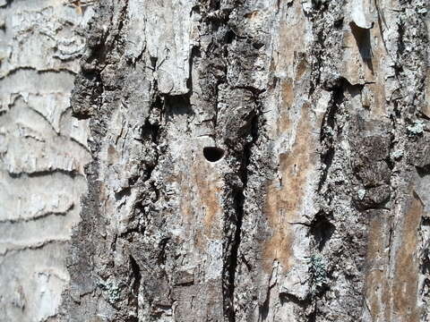 Image of Emerald ash borer