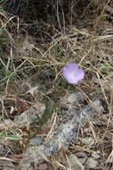 Image de Clarkia bottae (Spach) H. & M. Lewis