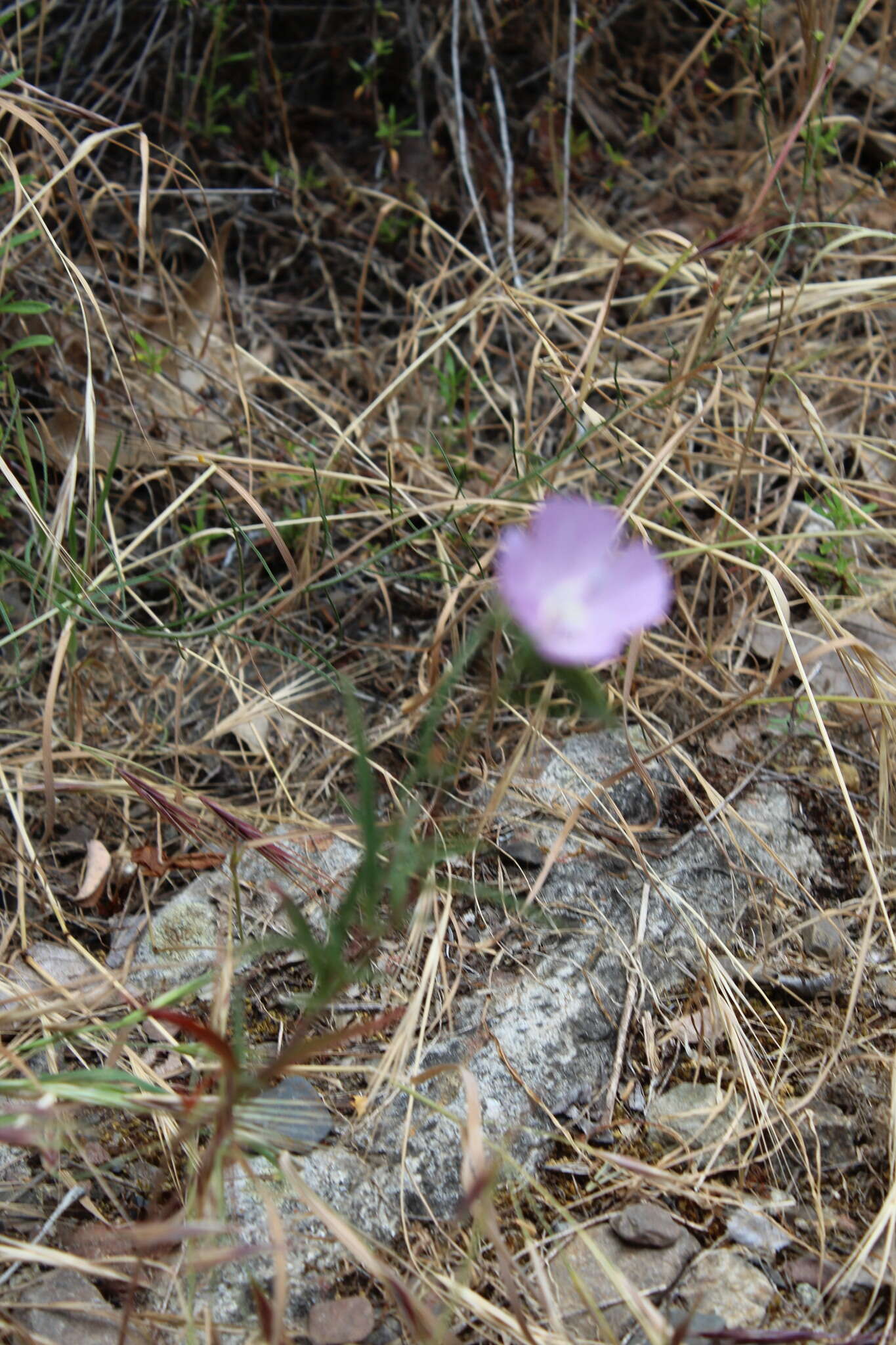 Image de Clarkia bottae (Spach) H. & M. Lewis