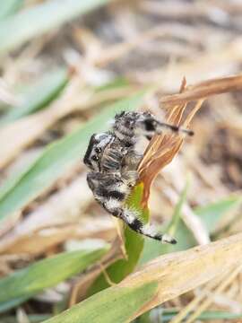 Image of Phidippus kastoni Edwards 2004