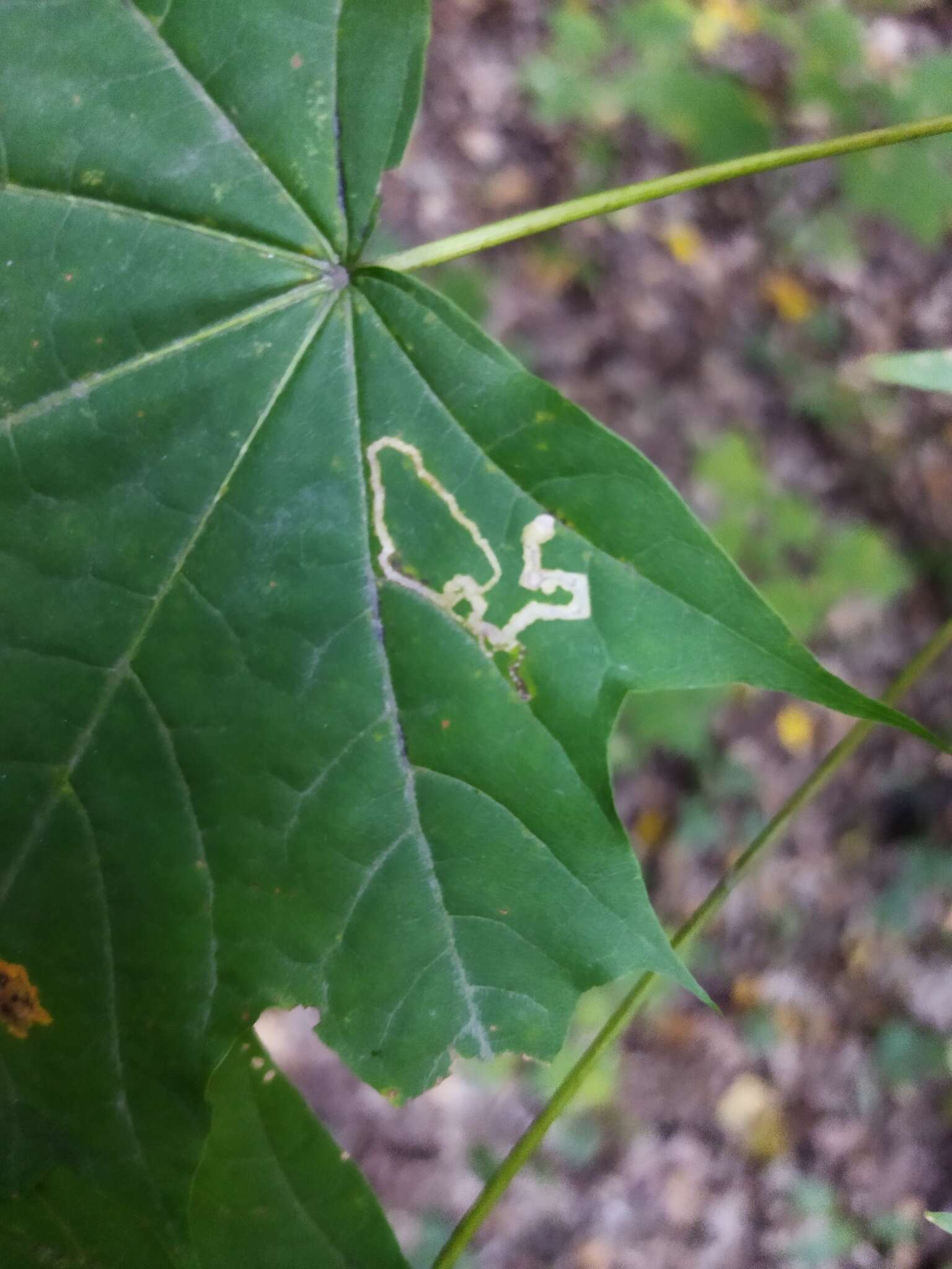 صورة Stigmella aceris (Frey 1857) Gerasimov 1952