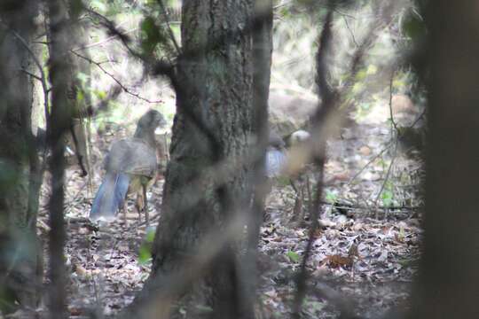 Image of Plain Chachalaca