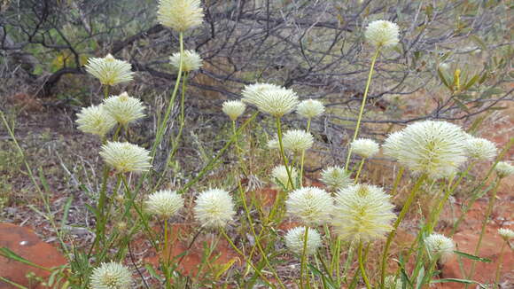 Image of Ptilotus xerophilus