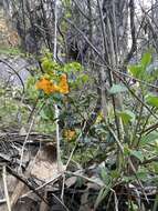 Image of Senna stipulacea (Aiton) H. S. Irwin & Barneby