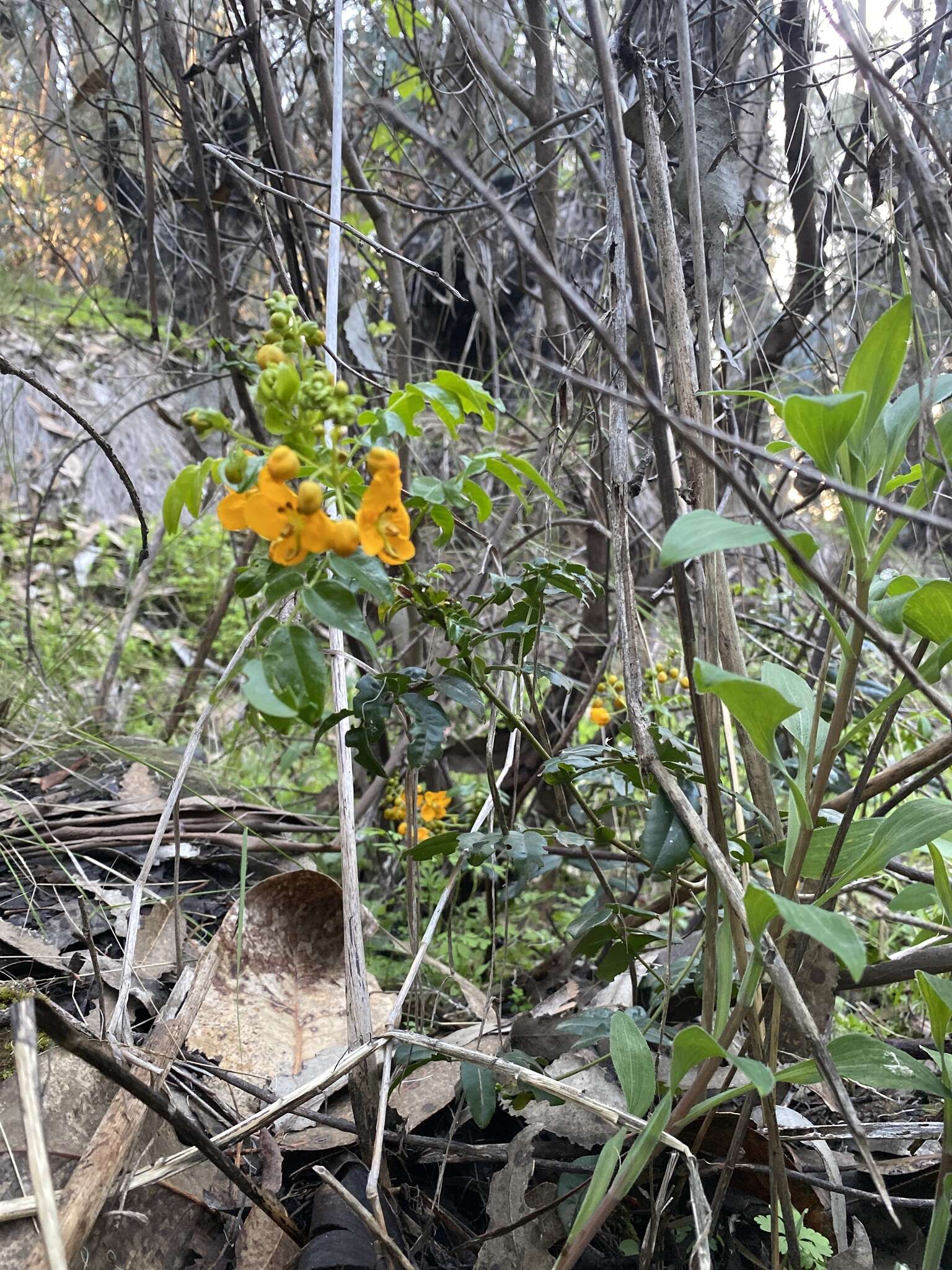 Слика од Senna stipulacea (Aiton) H. S. Irwin & Barneby