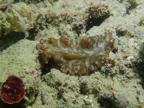 Image of Elegant flatworm