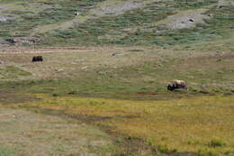 Image of muskox