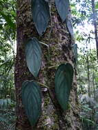 Image of Philodendron hopkinsianum M. L. Soares & Mayo