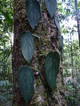 Philodendron hopkinsianum M. L. Soares & Mayo的圖片