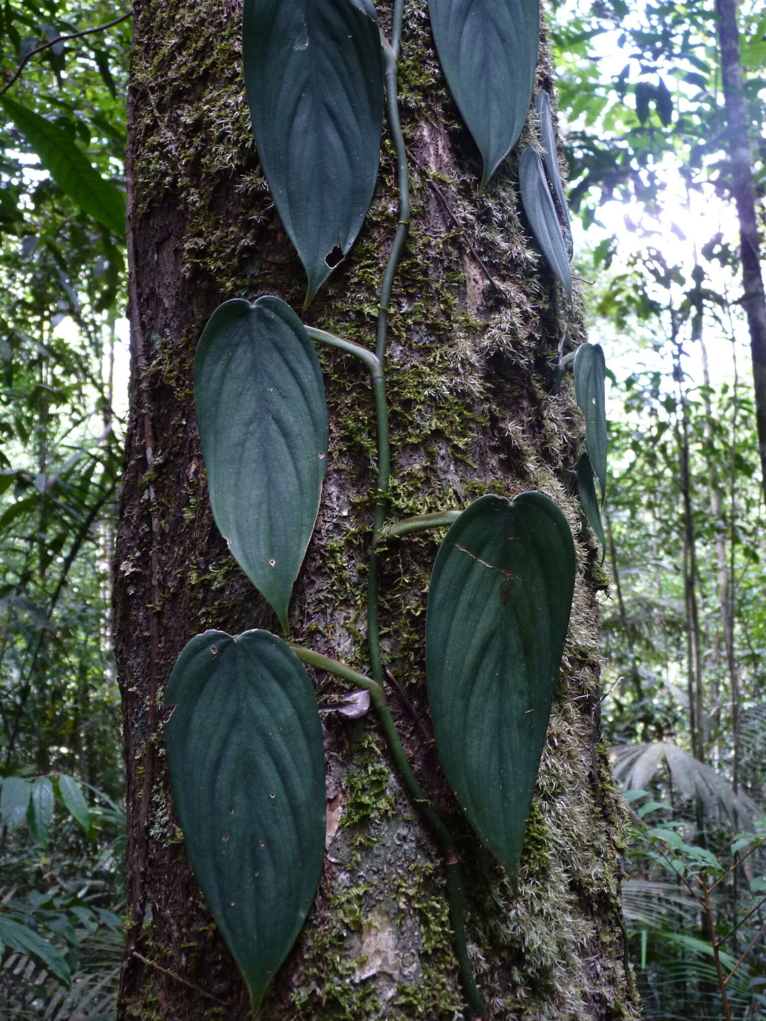 Philodendron hopkinsianum M. L. Soares & Mayo的圖片