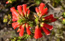 Image of Erica regia Bartl.