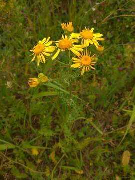 Image of Jacobaea ambracea (Turcz. ex DC.) B. Nord.