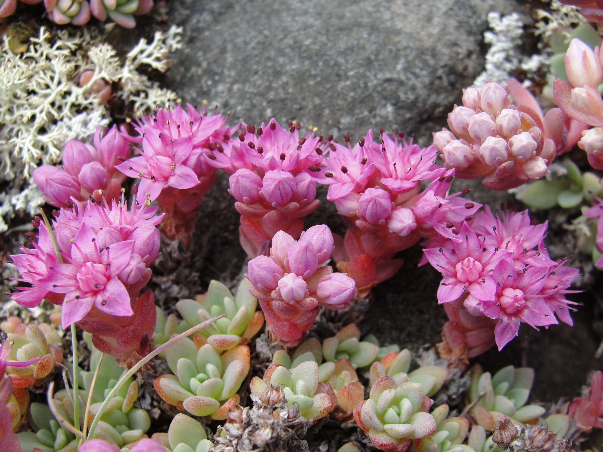 Image of Hylotelephium cyaneum (J. Rudolph) H. Ohba