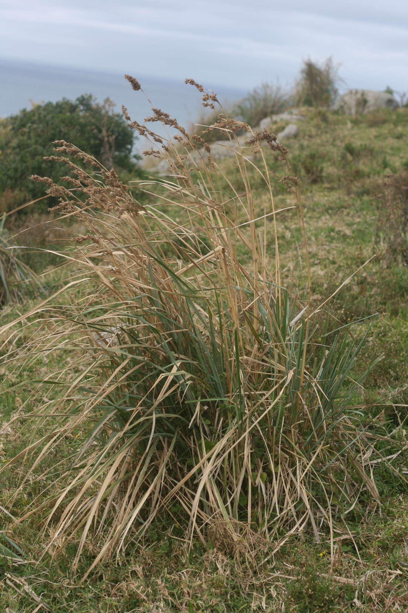 Image of citronella grass