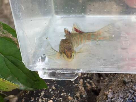 Image of Tallapoosa darter