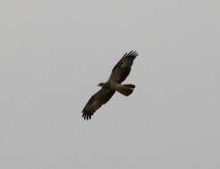 Image of Barred honey buzzard